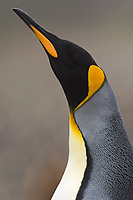 King Penguin, Head Detail, Adult