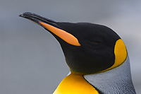 King Penguin, Head Detail, Adult