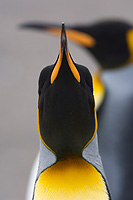 King Penguin, Head Detail, Adult