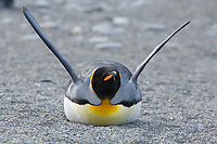 King Penguin Laying Down on Beach, Wings Up