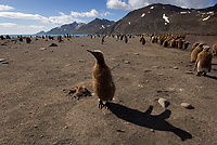 King Penguin Chicks Near Creche, St Andrews Bay, South Georgia Island