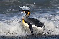 King Penguin in Surf (Aptenodytes patagonicus), St Andrews, South Georgia Island