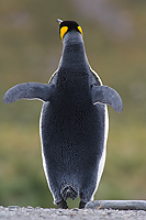 King Penguin Adult, Rear-view