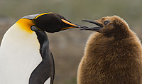 King Penguin, Adult with Begging Chick