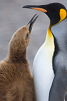 King Penguin, Adult with Begging Chick