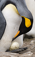 King Penguin Adult with egg