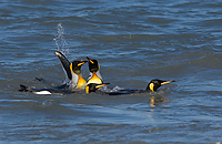 King Penguin (Aptenodytes patagonicus) St Andrews Bay, South Georgia Island