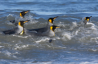 King Penguin (Aptenodytes patagonicus) St Andrews Bay, South Georgia Island