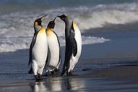 King Penguins (Aptenodytes patagonicus), Flipper Fight, St Andrews Bay, South Georgia Island