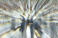 King Penguin, Multiple Exposures