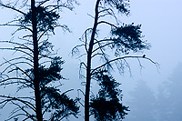 Kingfisher in Foggy Scene, Summer