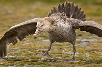 Northern Giant Petrel Displaying Aggressive Behavior