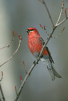 Pine Grosbeak, Adult Male, Winter