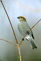 Pine Grosbeak, Adult Female, Winter