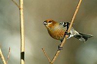 Pine Grosbeak, Juvenile, Winter