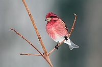 Purple Finch,(Carpodacus purpureus), Male, Winter