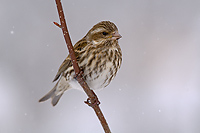 Purple Finch,(Carpodacus purpureus), Female, Spring