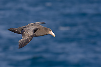 Southern Giant Petrel, In Flight, (Macronectes giganteus), Scotia Sea