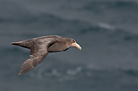 Southern Giant Petrel, In Flight, (Macronectes giganteus), Scotia Sea