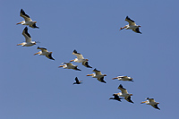 American White Pelican, (Pelecanus erythrorhynchos), Lake Michigan, Michigan