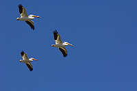 American White Pelican, (Pelecanus erythrorhynchos), Lake Michigan, Michigan