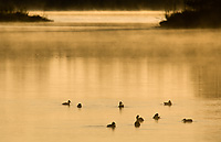 Ring-necked Ducks, Spring, Michigan (Aythya collaris)