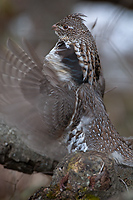 Ruffed Grouse, (Bonasa umbellus), Spring, Northern Michigan