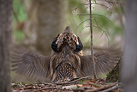 Ruffed Grouse, Male, Drumming, (Bonasa umbellus), Spring, Northern Michigan