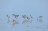 Sandhill Crane, Flock, Summer, Michigan, (Grus canadensis)