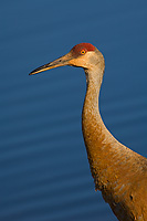 Sandhill Crane, (Grus canadensis), Spring, Michigan