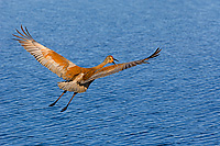 Sandhill Crane, (Grus canadensis), Spring, Michigan