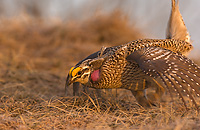 Sharp-tailed Grouse on lek, Male, Spring, Michigan (Tympanuchus phasianellus)