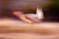 Sharp-tailed Grouse on lek, Male, Spring, Michigan (Tympanuchus phasianellus)