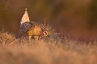 Sharp-tailed Grouse on lek, Male, Spring, Michigan (Tympanuchus phasianellus)