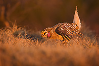 Sharp-tailed Grouse on lek, Male, Spring, Michigan (Tympanuchus phasianellus)