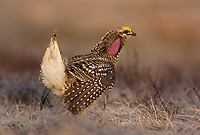 Sharp-tailed Grouse on lek, Male, Spring, Michigan (Tympanuchus phasianellus)