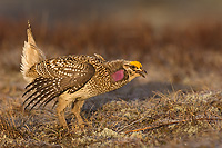 Sharp-tailed Grouse on lek, Male, Spring, Michigan (Tympanuchus phasianellus)