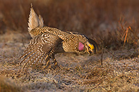 Sharp-tailed Grouse on lek, Male, Spring, Michigan (Tympanuchus phasianellus)