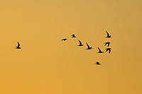 Shorebirds in Flight, Silhouette, Dusk