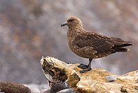 South Polar Skua, Adult on Mummified Crabeater Seal