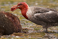 Southern Giant Petrel with Antarctic Fur Seal blood on Head