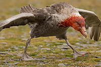 Southern Giant Petrel with Antarctic Fur Seal blood on Head