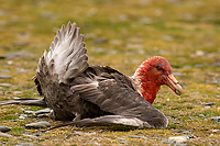 Southern Giant Petrel with Antarctic Fur Seal blood on Head