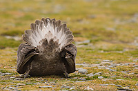 Southern Giant Petrel, Rear View