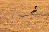 Adult, Silhoutted at Dawn, Summer, Northern Michigan