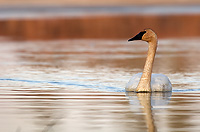 Trumpeter Swan, Adult, (Cygnus buccinator), Spring, Northern Michigan