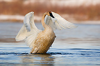 Trumpeter Swan, Adult, (Cygnus buccinator), Spring, Northern Michigan