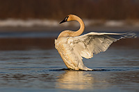 Trumpeter Swan, Adult, (Cygnus buccinator), Spring, Northern Michigan