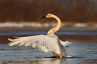 Trumpeter Swan, Adult, (Cygnus buccinator), Spring, Northern Michigan