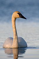 Trumpeter Swan, Adult, (Cygnus buccinator), Spring, Michigan